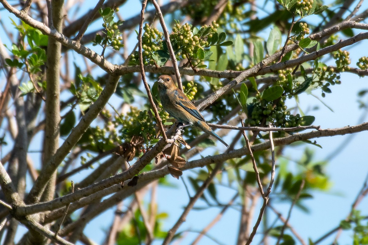 Blue Grosbeak - ML500973831