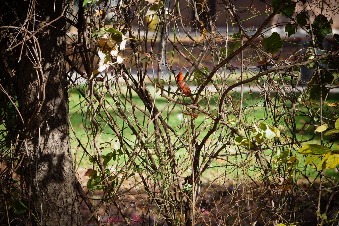 Northern Cardinal - ML500974051