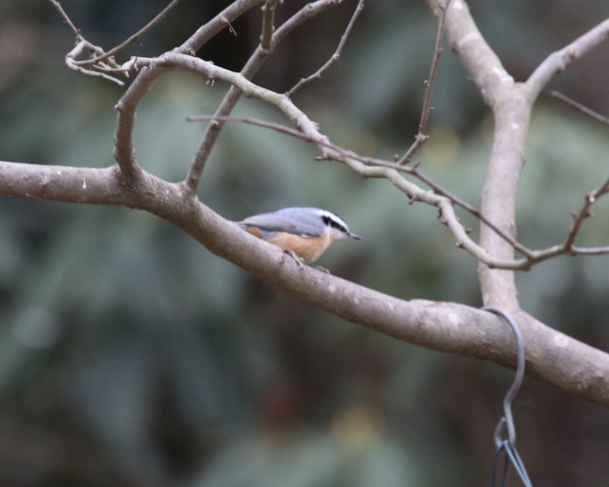 Red-breasted Nuthatch - ML500974361