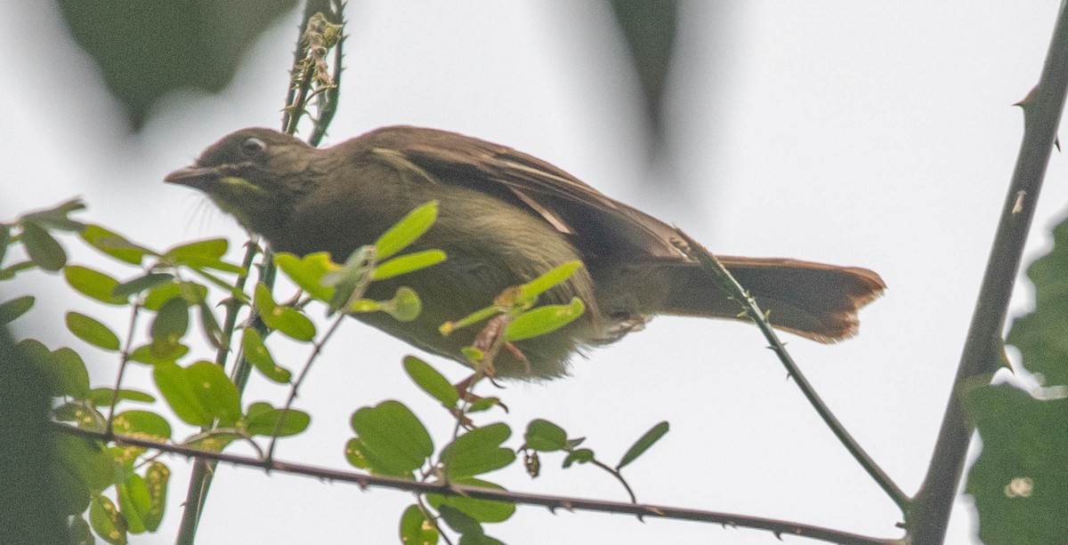 Bulbul Sibá - ML500974711