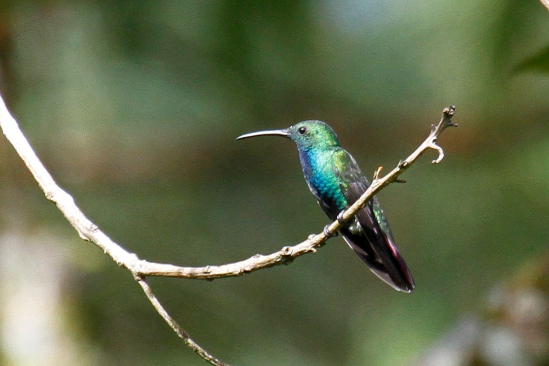 Green-breasted Mango - ML500975121