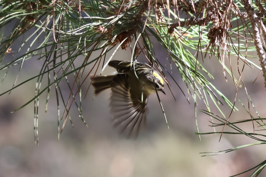 Golden-crowned Kinglet - Stephen Chan