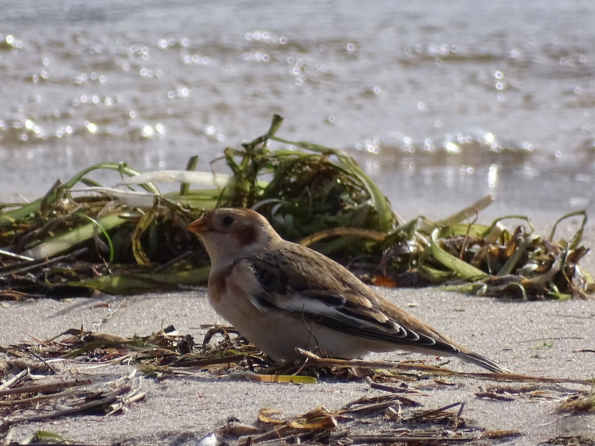 Цасч хөмрөг - ML500976511