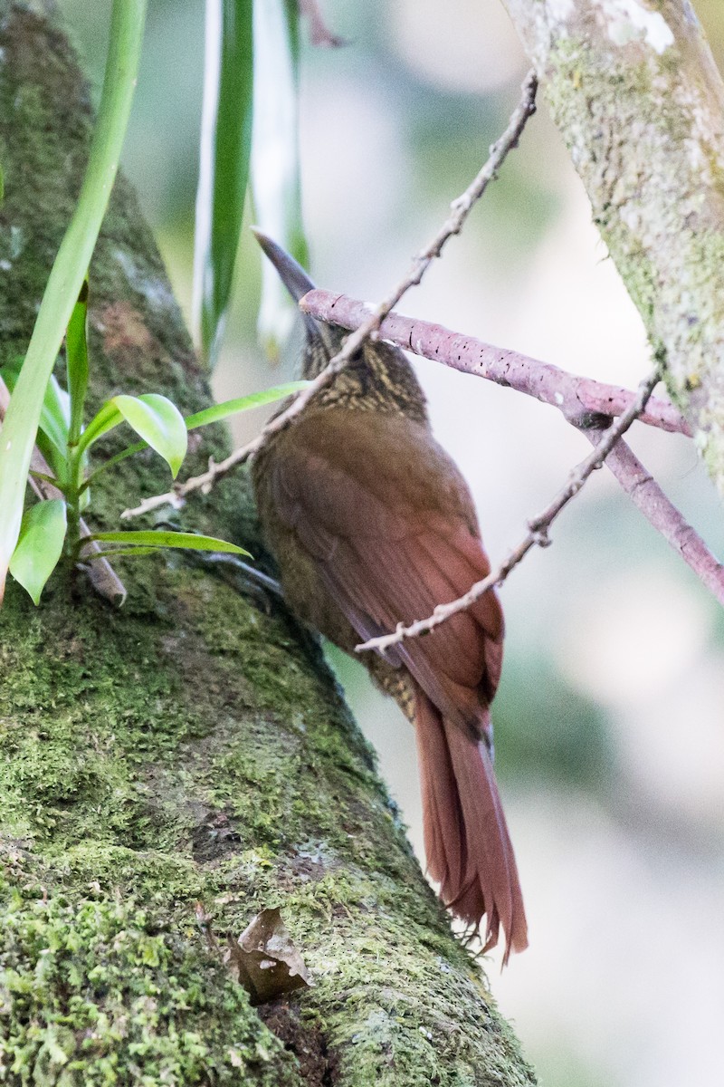 Black-banded Woodcreeper - ML50097691