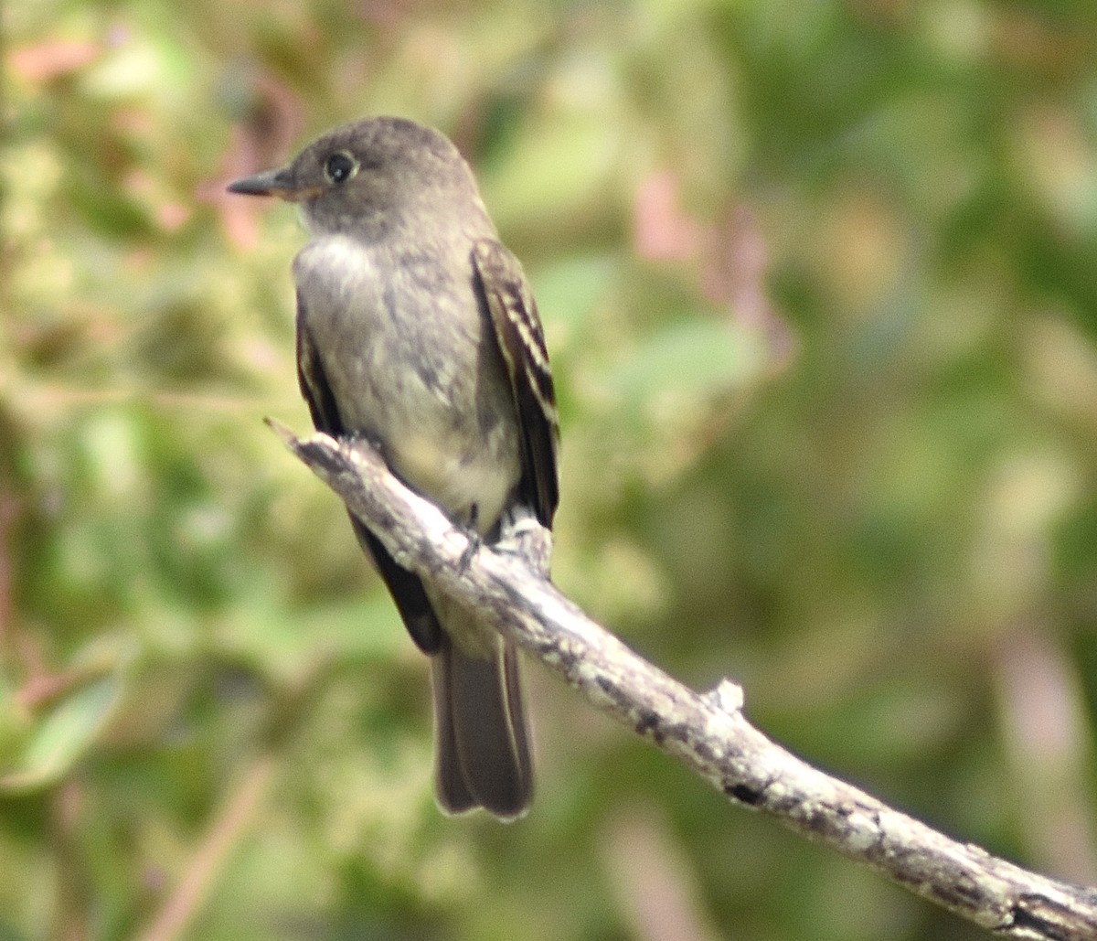 Alder/Willow Flycatcher (Traill's Flycatcher) - ML500977151