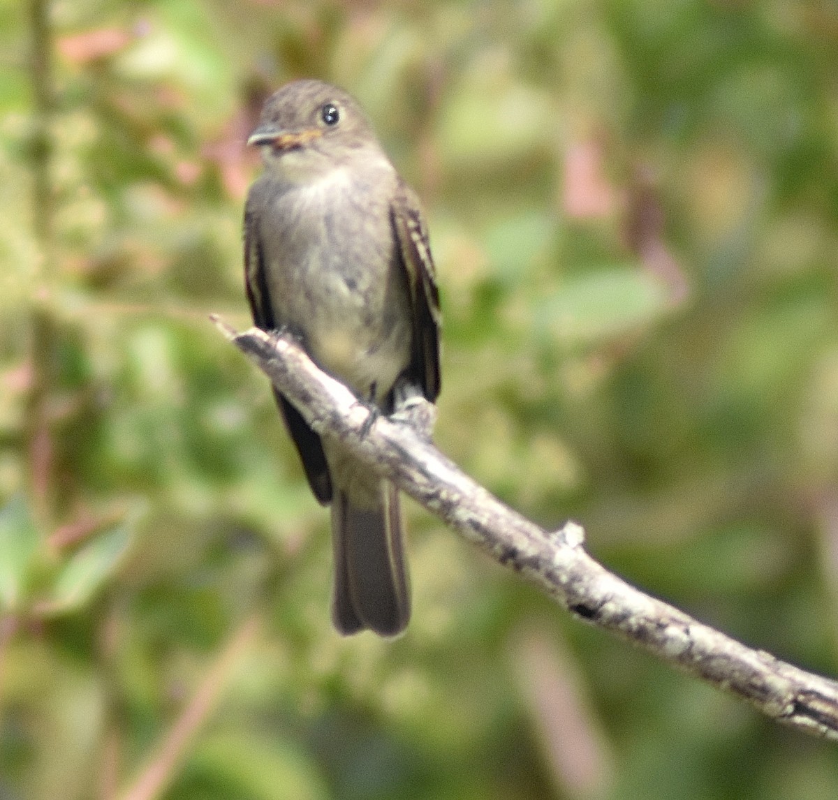 Alder/Willow Flycatcher (Traill's Flycatcher) - ML500977171