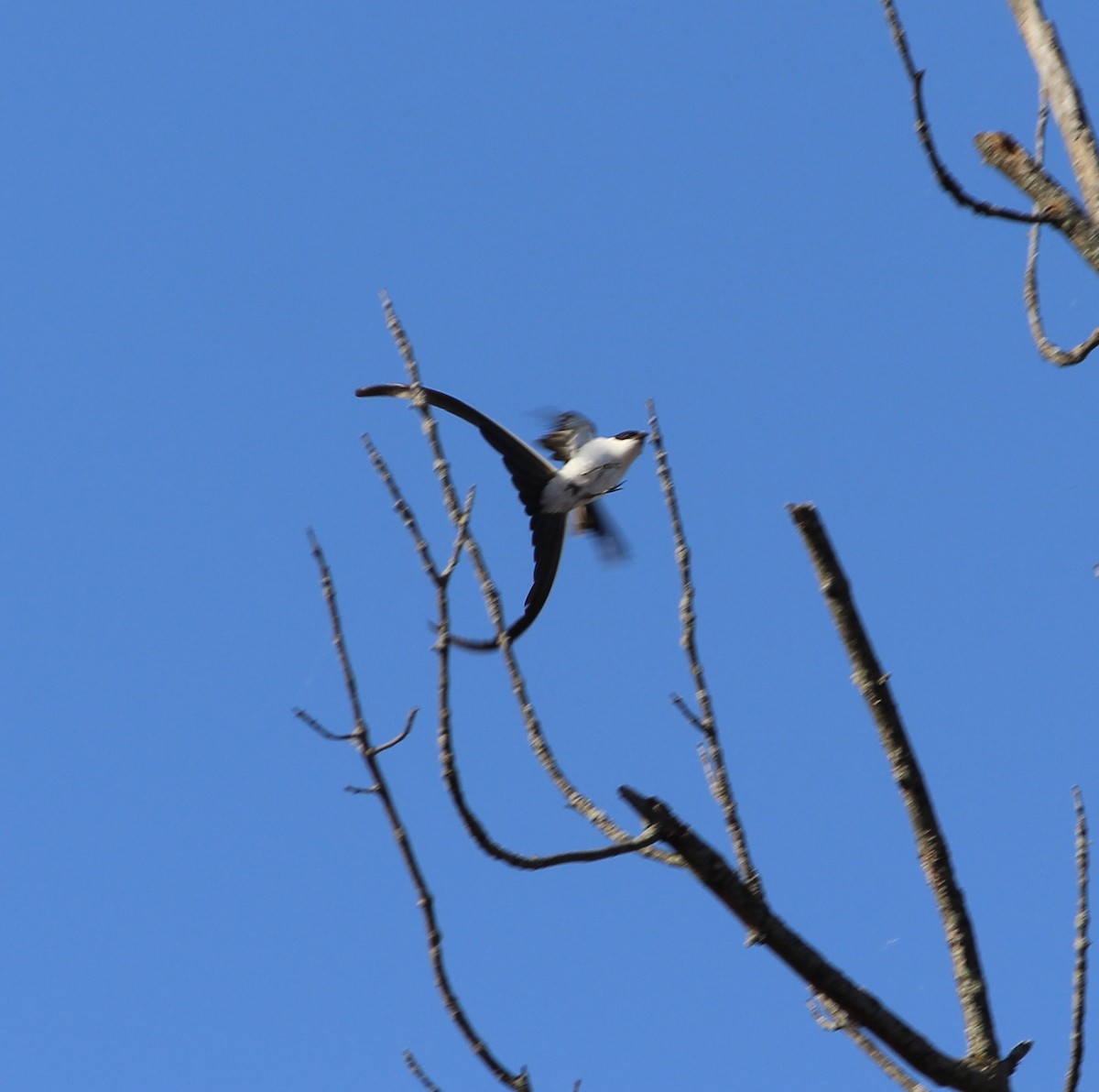 Fork-tailed Flycatcher - ML500977221
