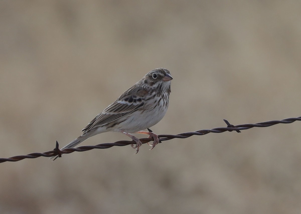 Vesper Sparrow - ML500977411