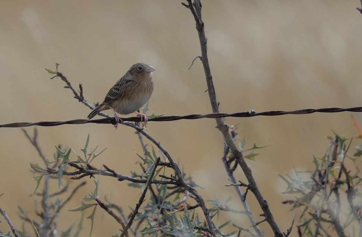Grasshopper Sparrow - ML500977421