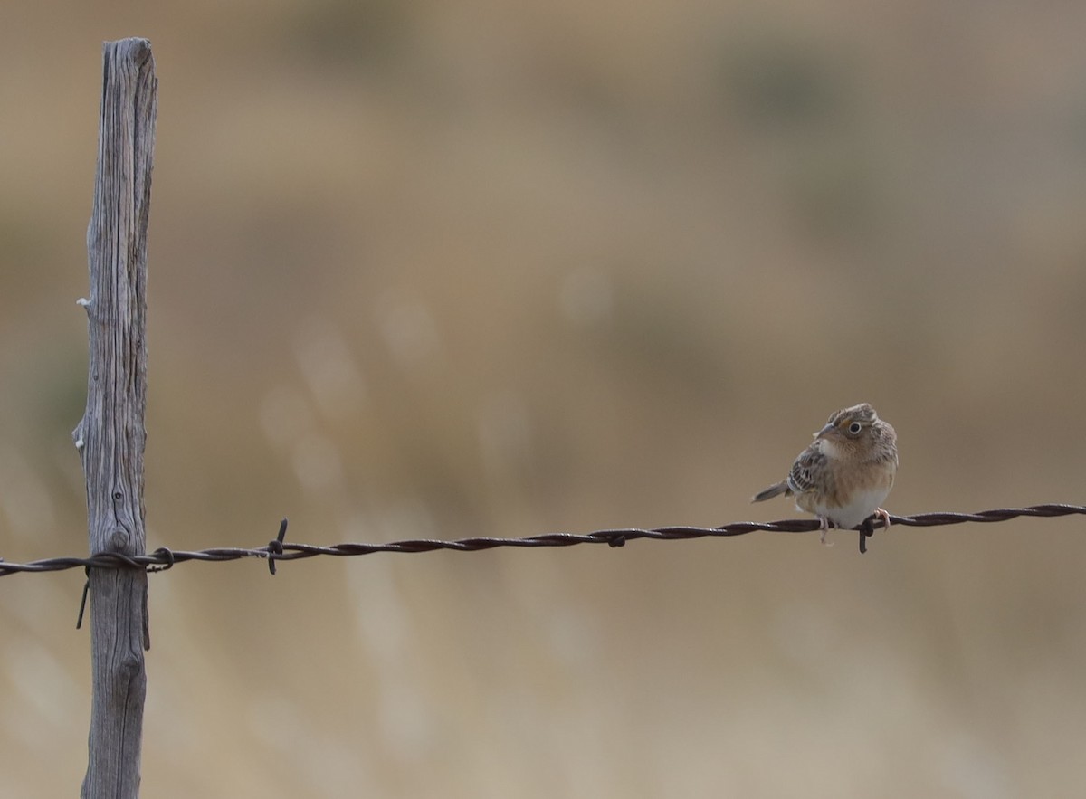 Grasshopper Sparrow - ML500977441
