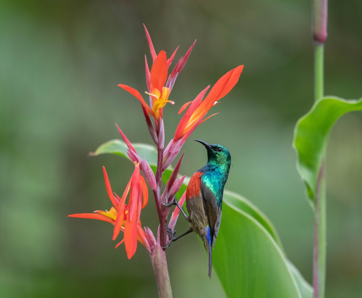 Northern Double-collared Sunbird - ML500978111