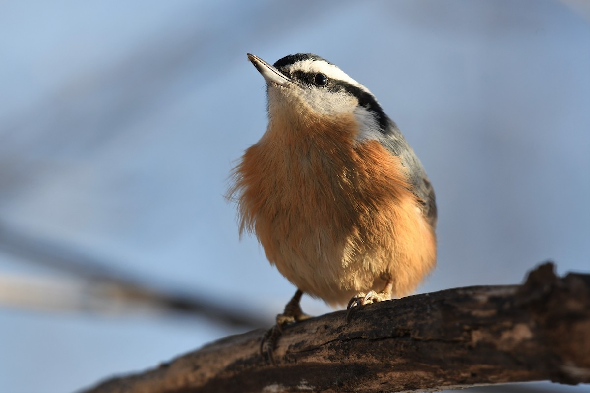 Red-breasted Nuthatch - ML500978491