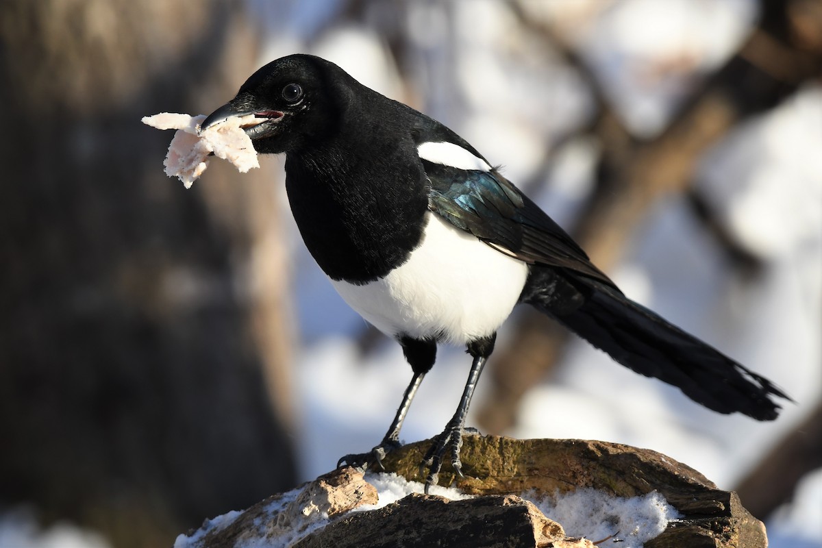 Black-billed Magpie - Timothy Piranian