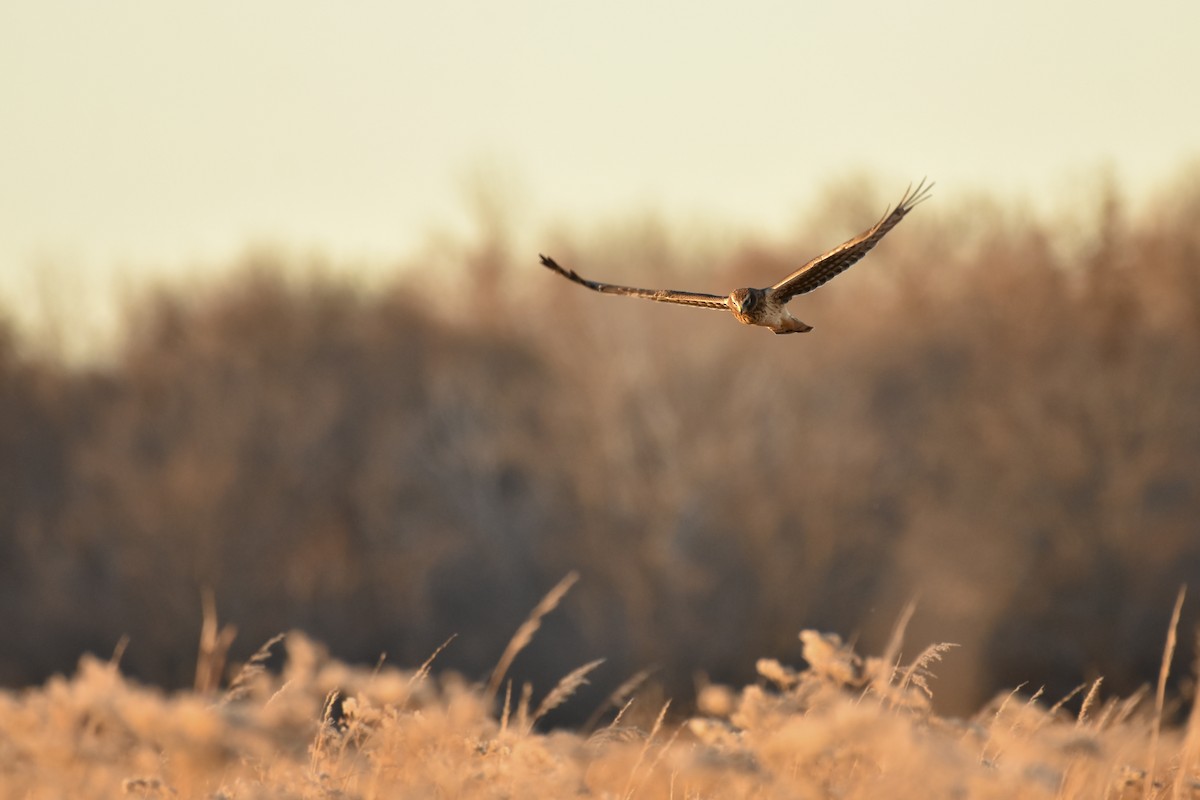 Northern Harrier - ML500979531