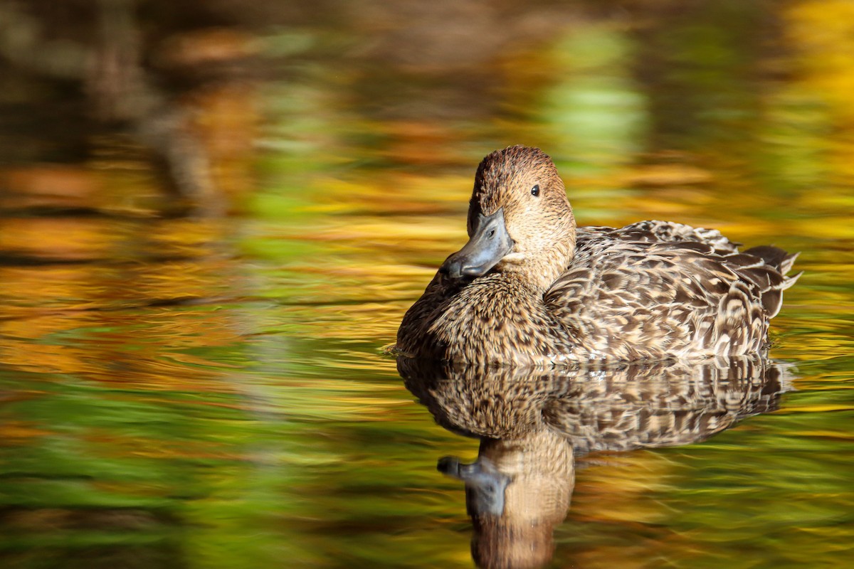 Northern Pintail - Sean  Salazar