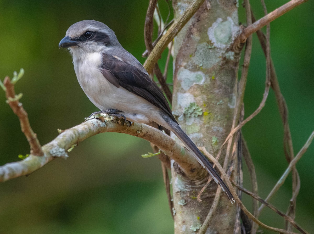 Gray-backed Fiscal - ML500981031
