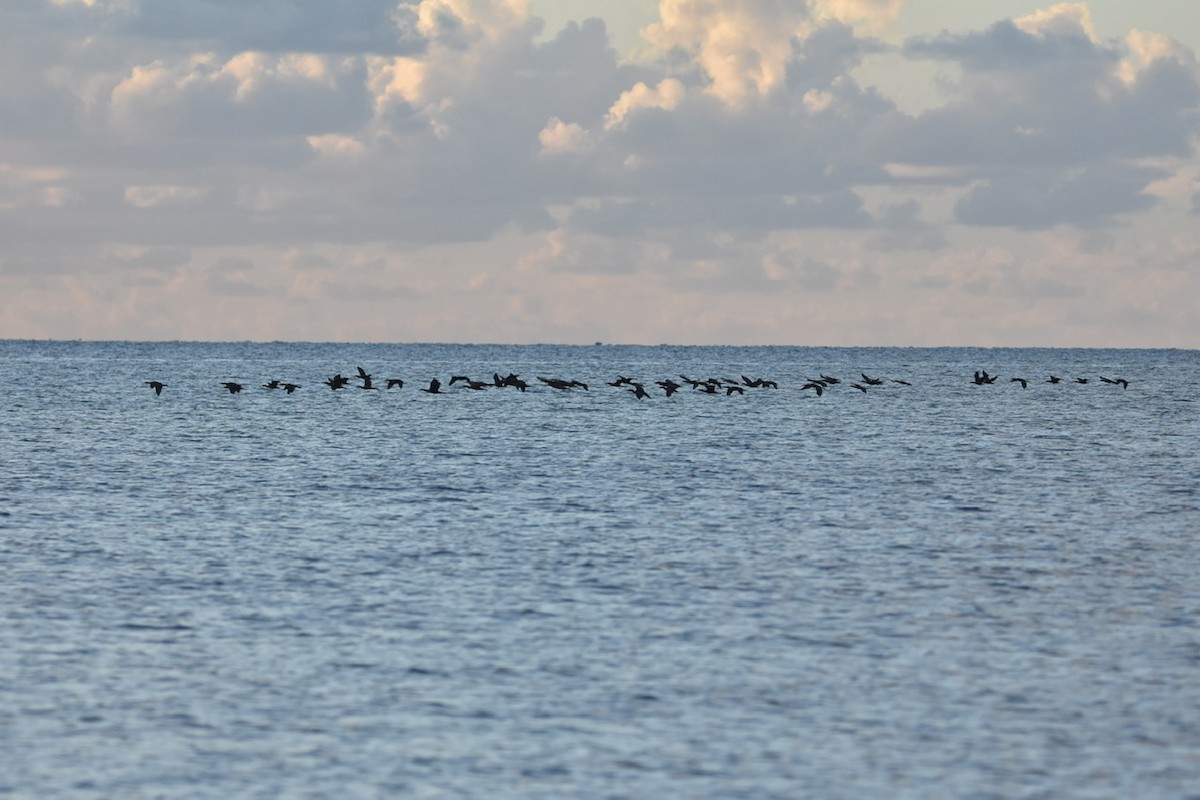 Double-crested Cormorant - ML500981061