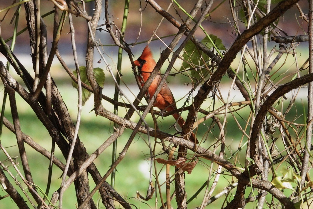 Northern Cardinal - ML500981631