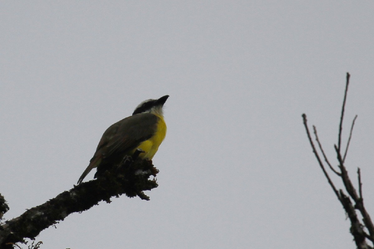 Boat-billed Flycatcher - ML500982631