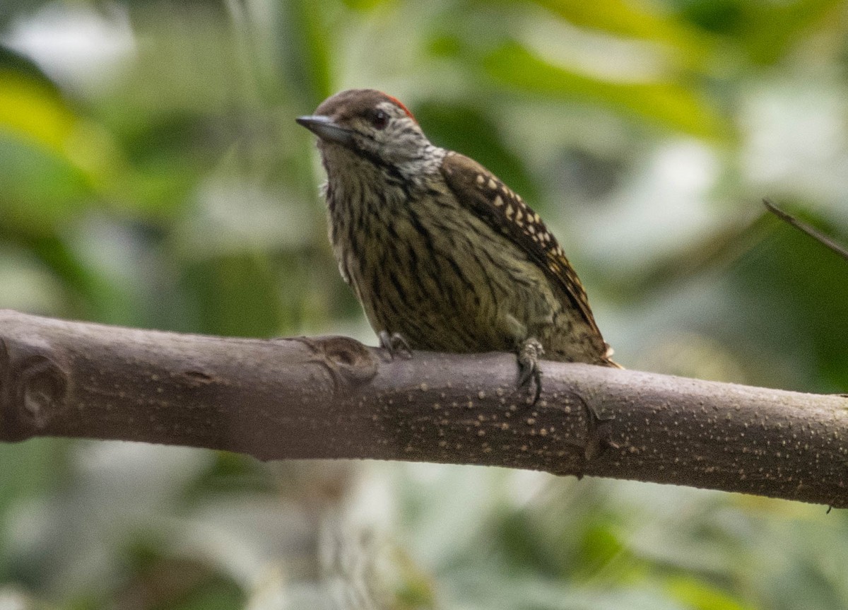 Cardinal Woodpecker - ML500984121