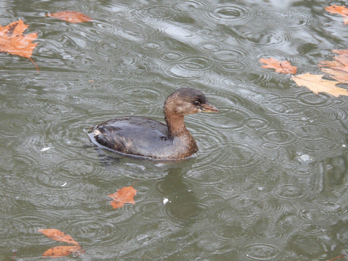 Pied-billed Grebe - ML500984321