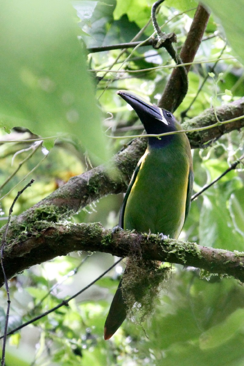 Northern Emerald-Toucanet - ML500984371