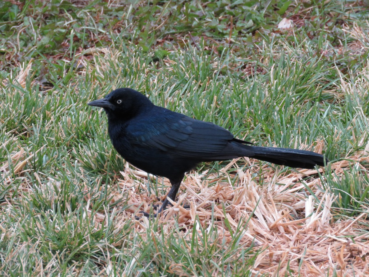 Great-tailed Grackle - ML500984461
