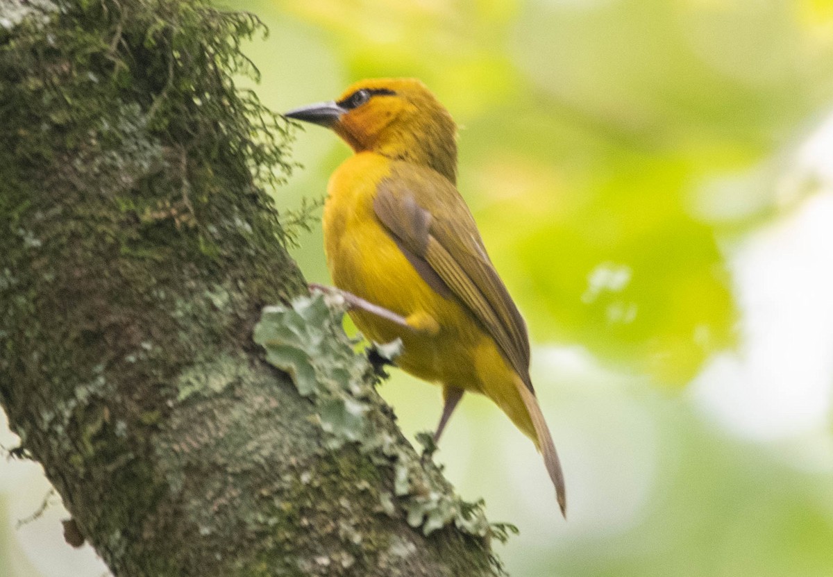 Spectacled Weaver - ML500984901