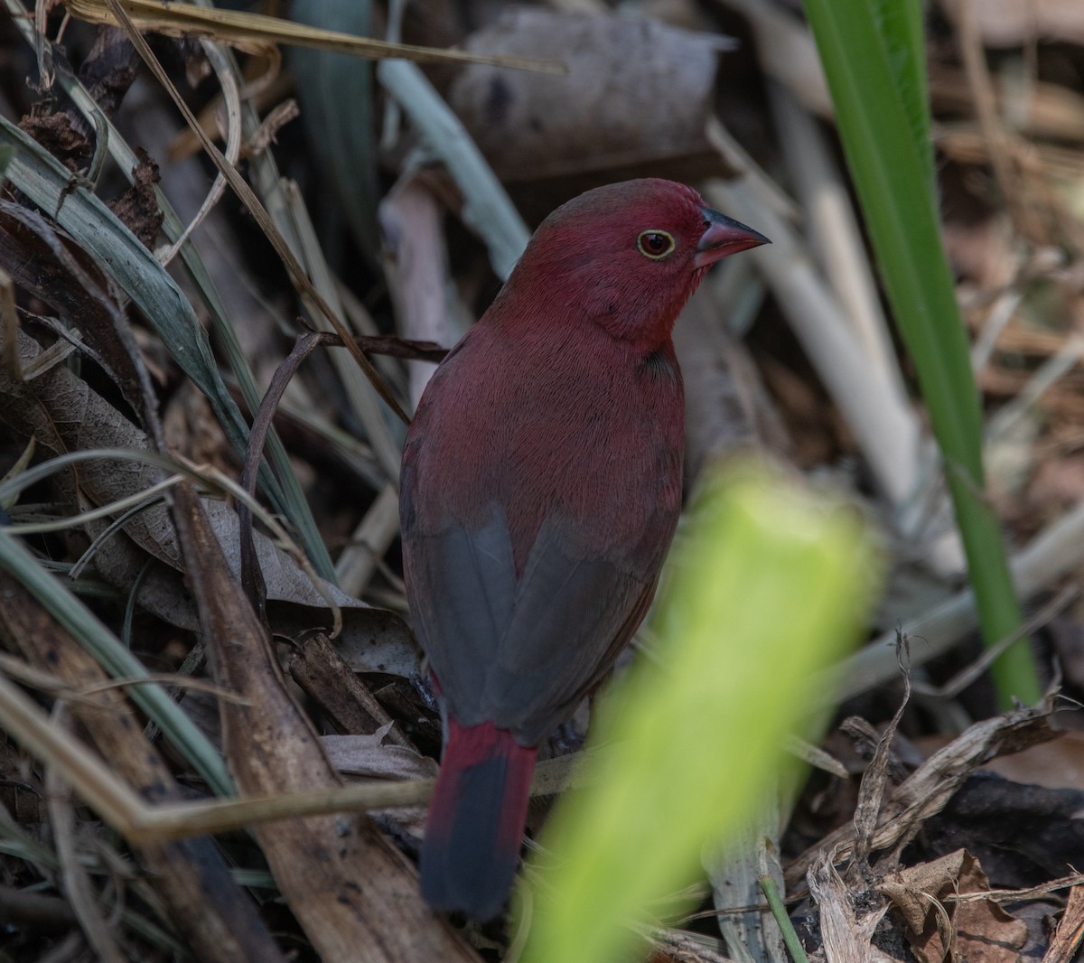 Red-billed Firefinch - ML500985211