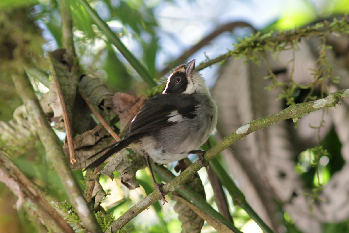 White-winged Brushfinch - Chris Rasmussen