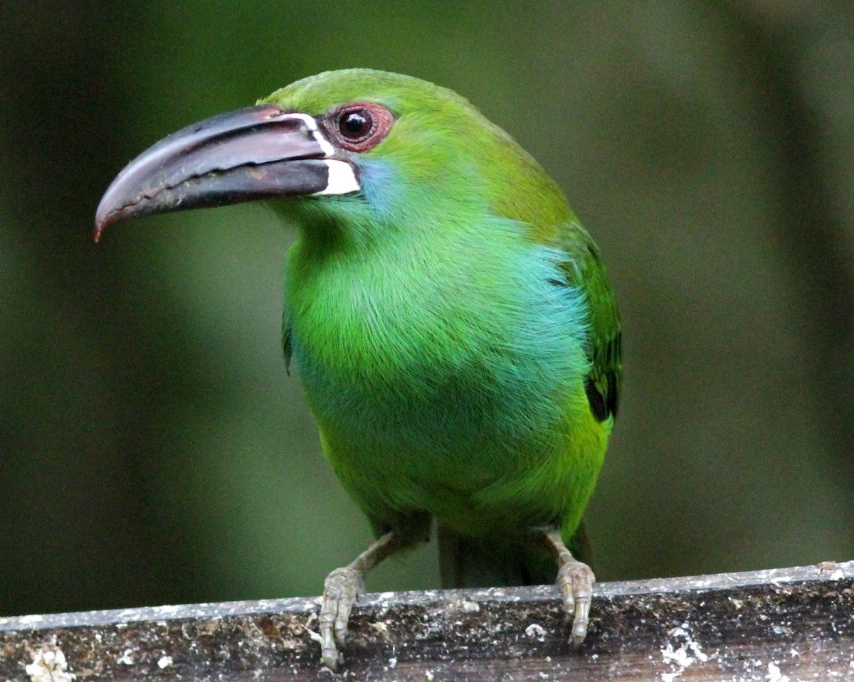 Toucanet à croupion rouge - ML500985531