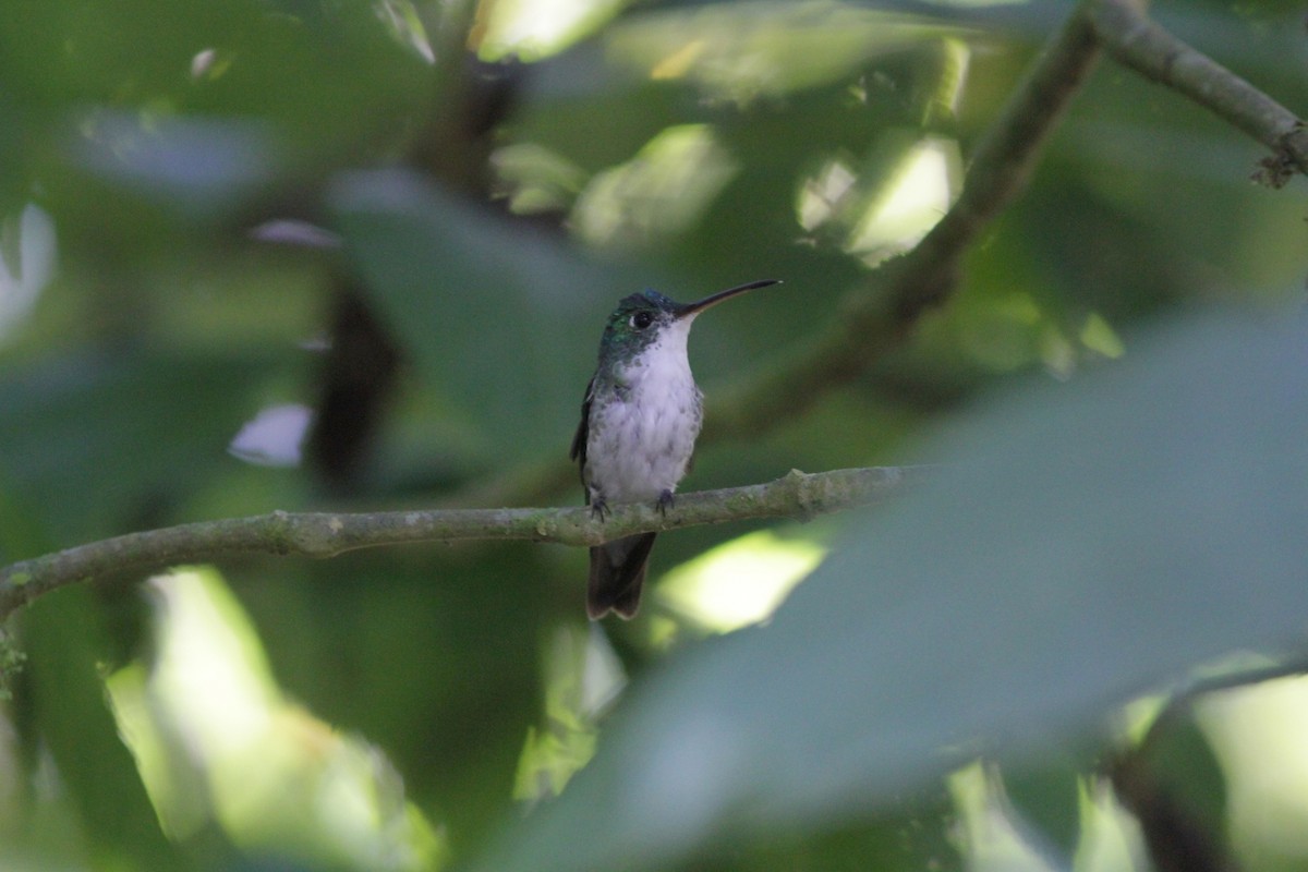 Andean Emerald - Chris Rasmussen