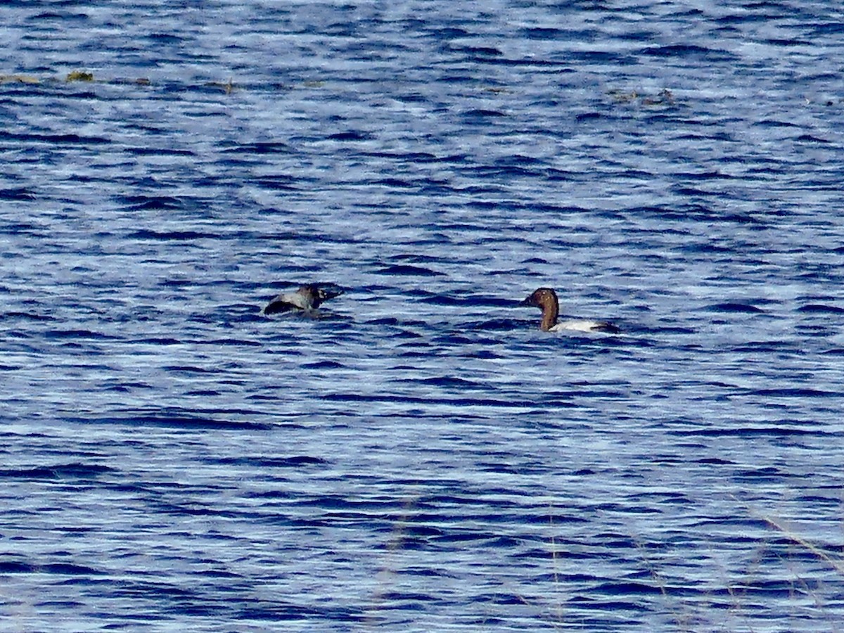 Canvasback - Laura Blutstein