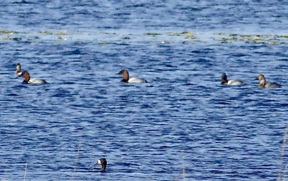 Canvasback - ML500986141