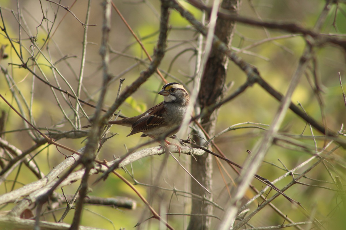 White-throated Sparrow - ML500986601