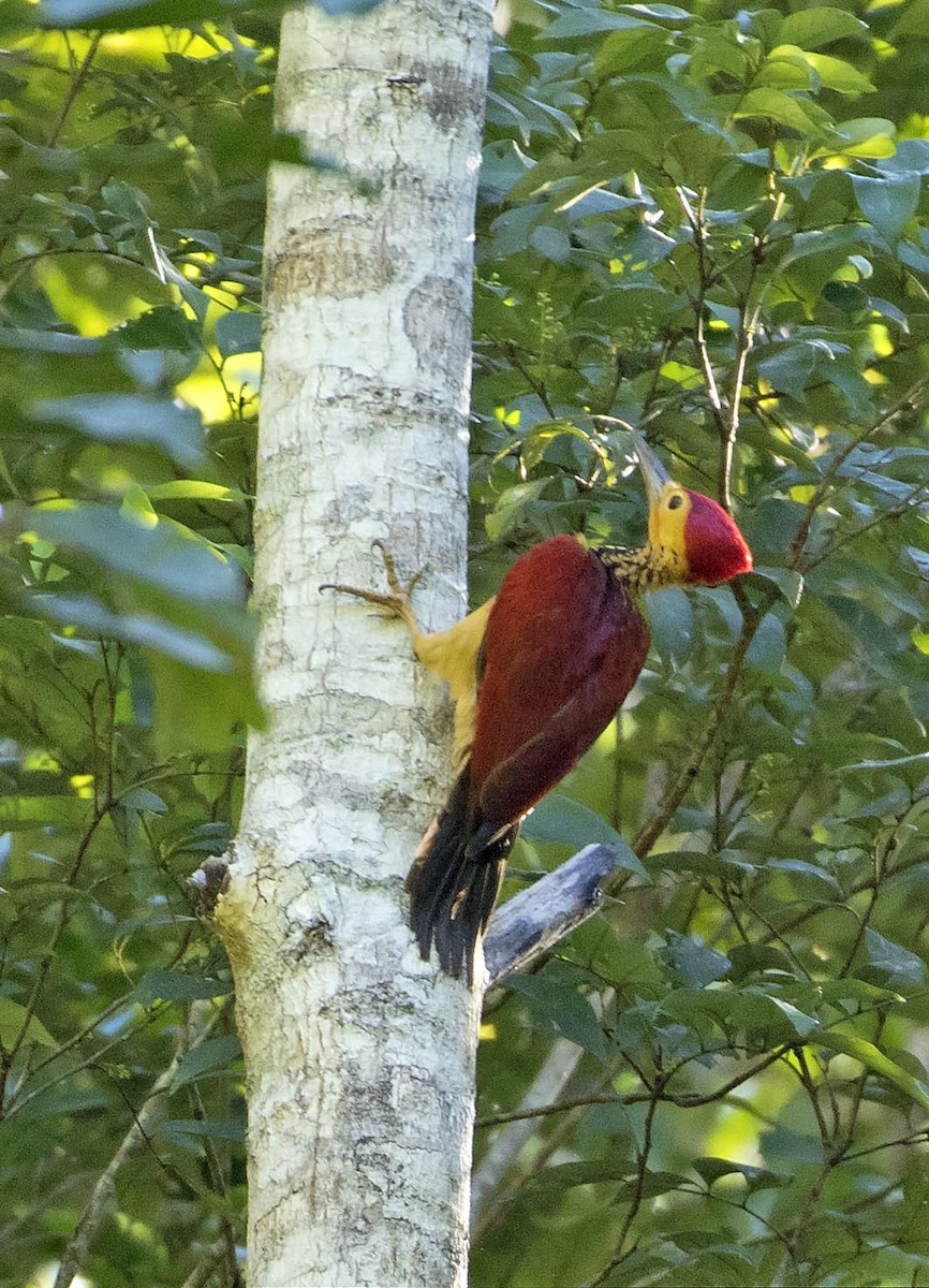 Yellow-faced Flameback - Daniel López-Velasco | Ornis Birding Expeditions