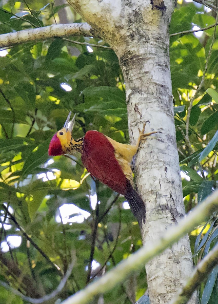 Yellow-faced Flameback - ML500986731