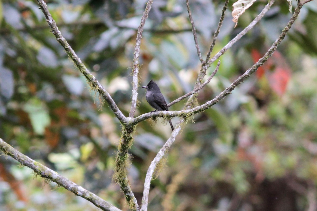 Smoke-colored Pewee - ML500986941