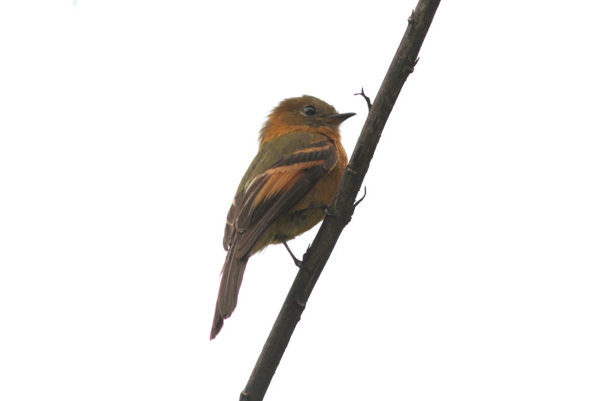 Cinnamon Flycatcher - ML500987211