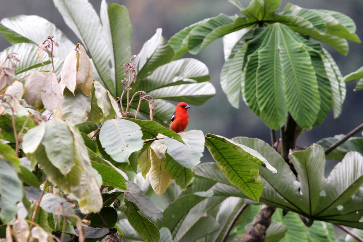 White-winged Tanager - ML500987361