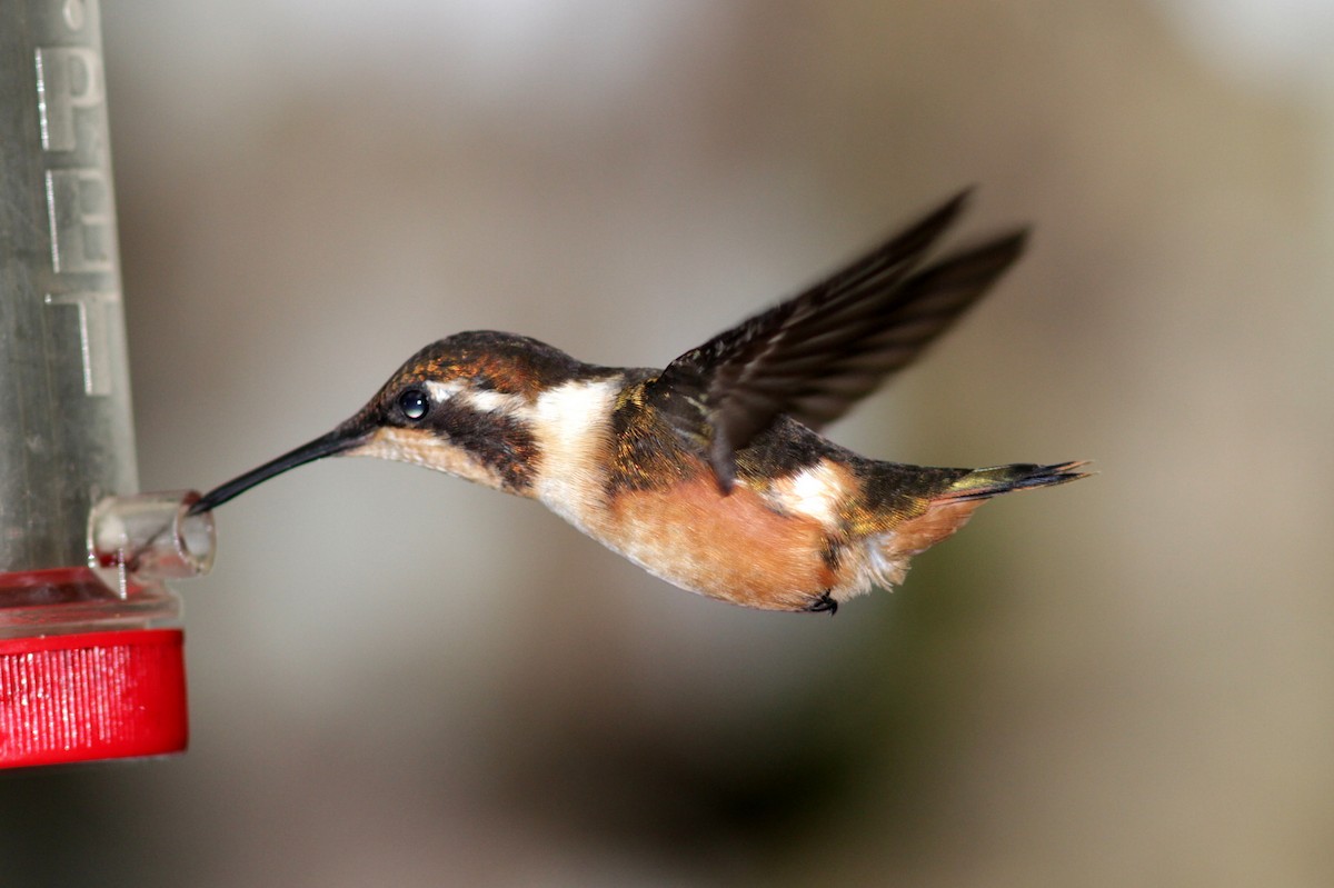 Purple-throated Woodstar - Chris Rasmussen