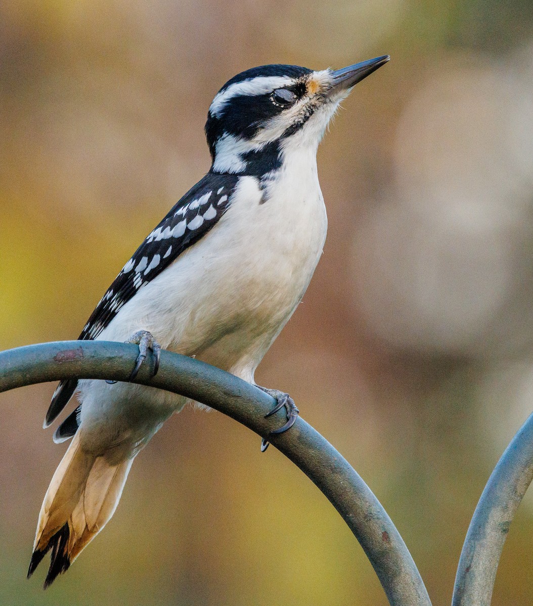 Hairy Woodpecker - ML500988081