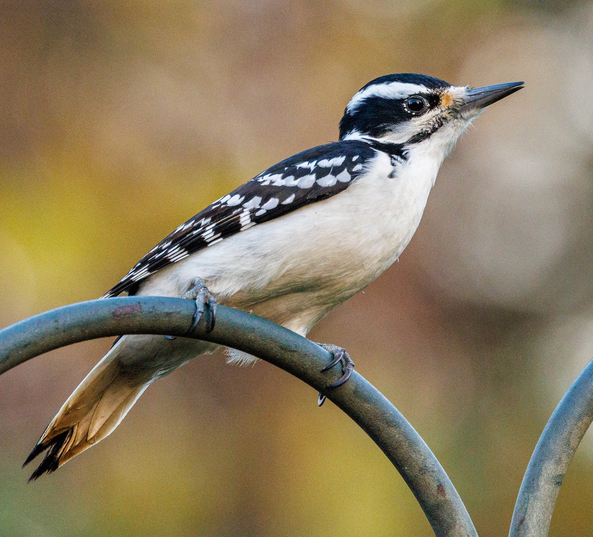 Hairy Woodpecker - ML500988091