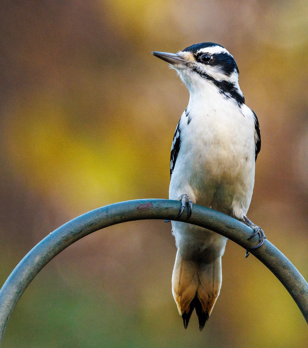 Hairy Woodpecker - ML500988321