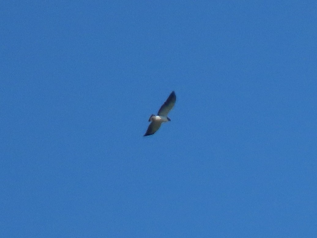 White-tailed Hawk - Doug Graham