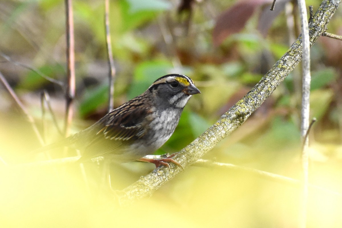 White-throated Sparrow - ML500989461