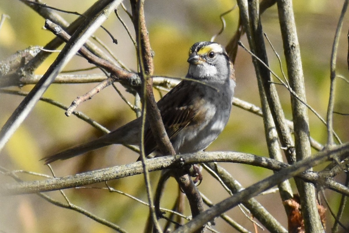 White-throated Sparrow - ML500989491
