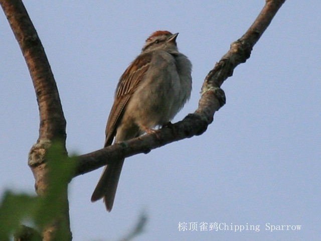 Chipping Sparrow - ML500990941