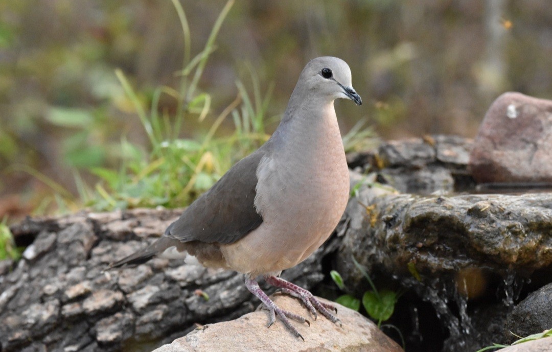 Large-tailed Dove - Lucas Naccaratti