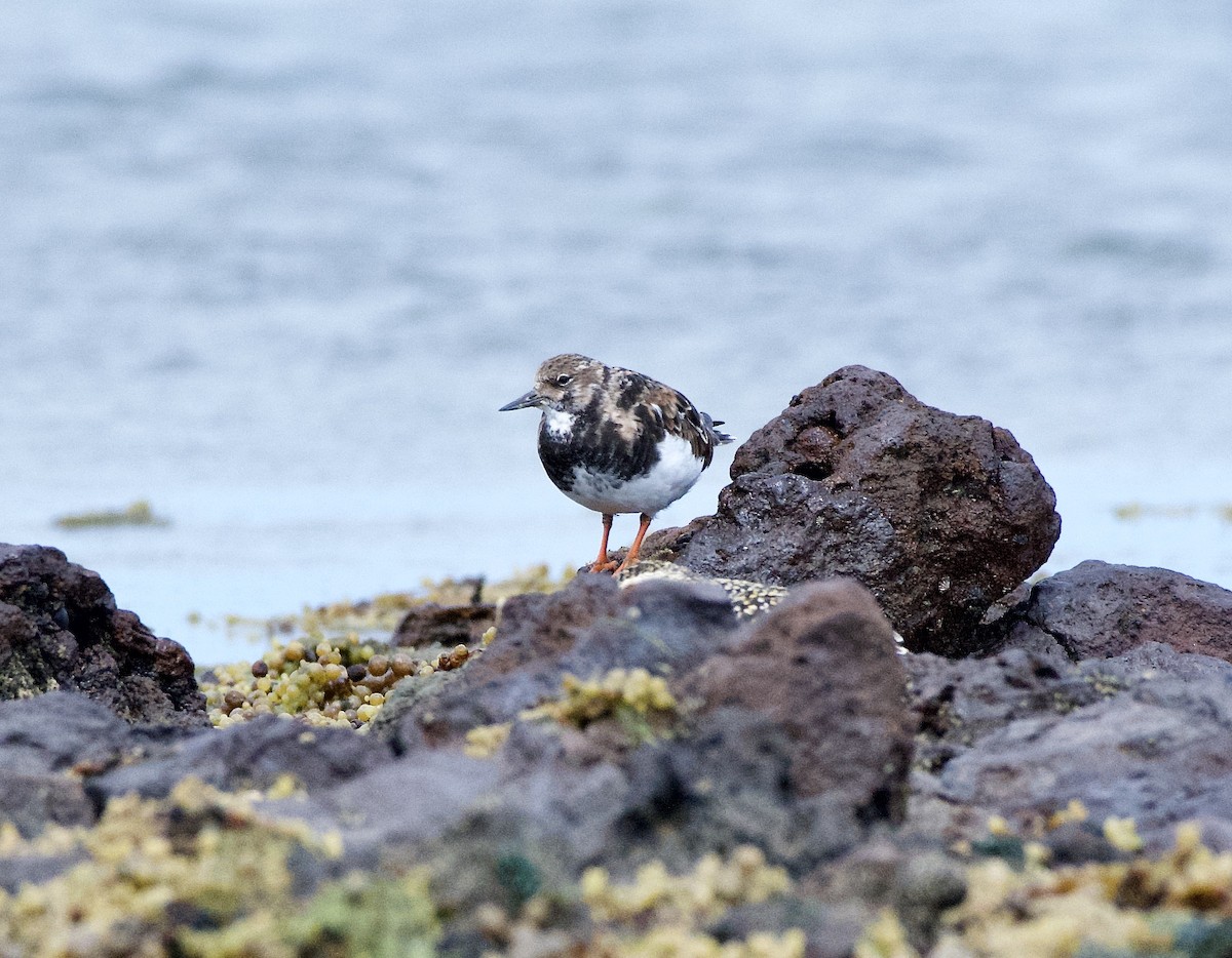 Ruddy Turnstone - Ian Shrubsole